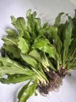 CULANTRO EN MANOJO - Imagen 2
