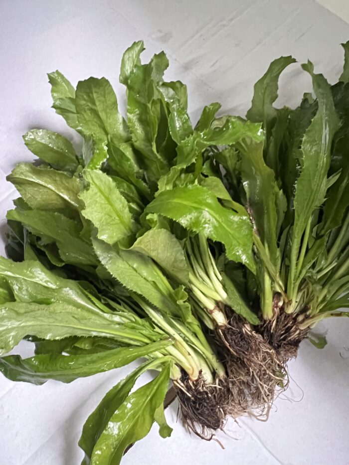 CULANTRO EN MANOJO - Imagen 2